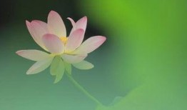 莲花一生最新爆料网站,揭秘不为人知的幕后故事