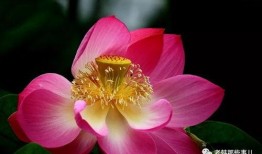 莲花一生最新爆料网站,揭秘不为人知的幕后故事